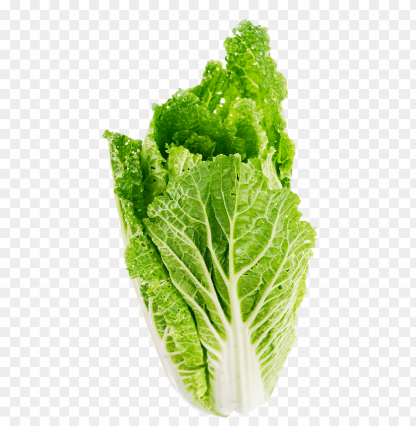 Download lettuce leaf png - Free PNG Images | TOPpng