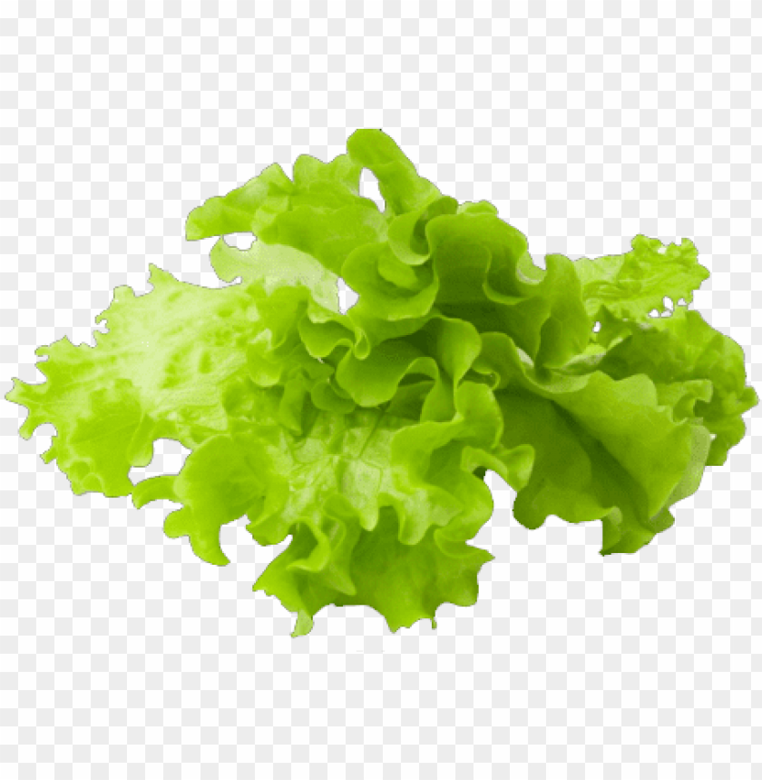 Free download | HD PNG lettuce slice png clipart free stock lettuce hd ...