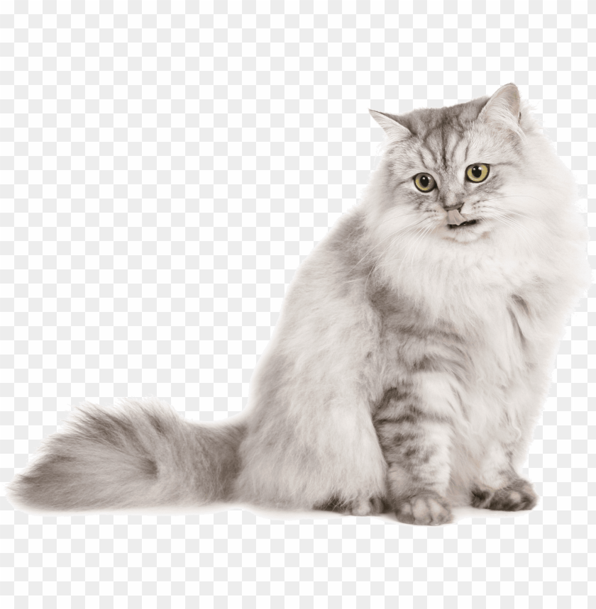 Free download | HD PNG light colored cat PNG transparent with Clear ...