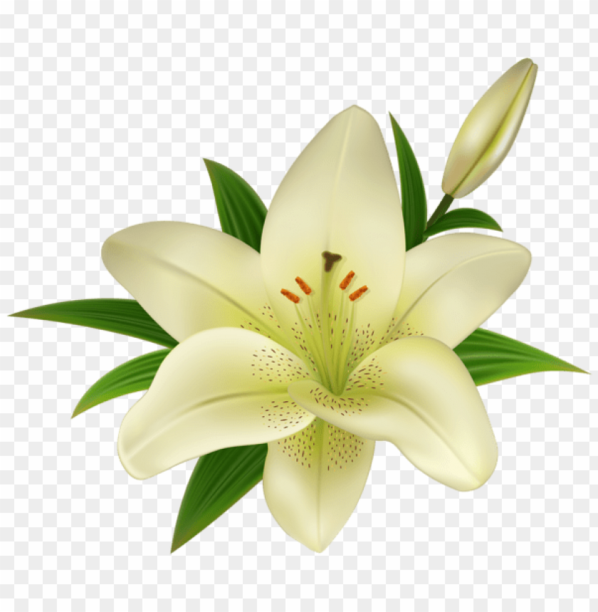 Free download | HD PNG PNG image of lilium transparent with a clear ...