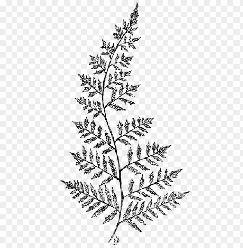 Free download HD PNG line drawing fern fern drawing transparent PNG