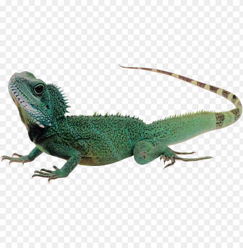 Download lizard png - lizard transparent background png - Free PNG