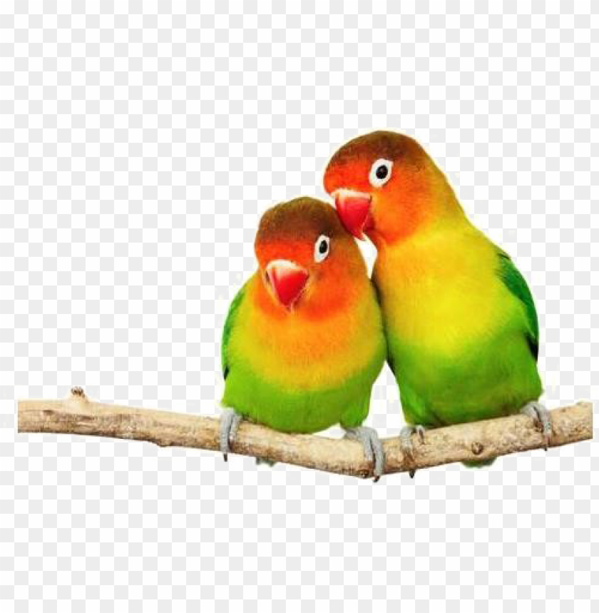 Free download | HD PNG love birds png transparent image love birds PNG ...