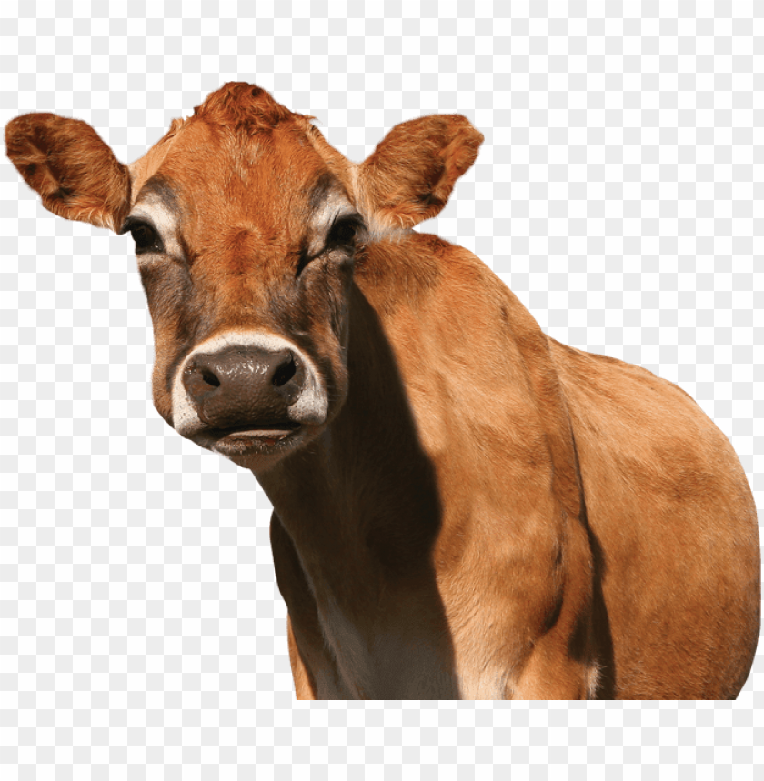 Free download HD PNG meet the jersey cows of promised land dairy in