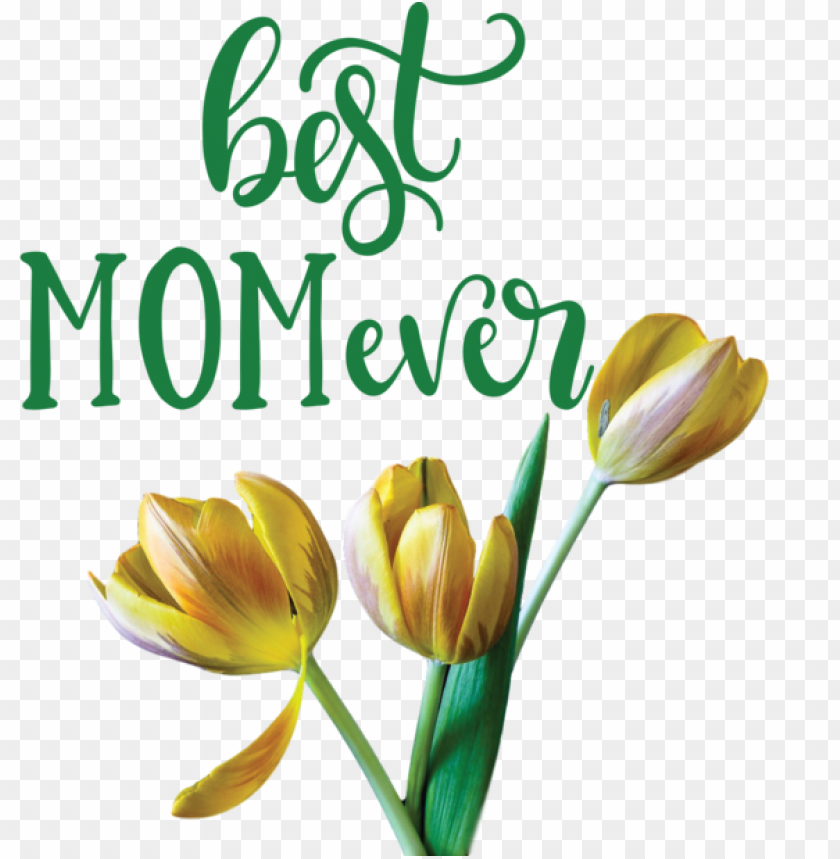 Free Download Hd Png Mothers Day Cut Flowers Plant Stem Bud For Happy