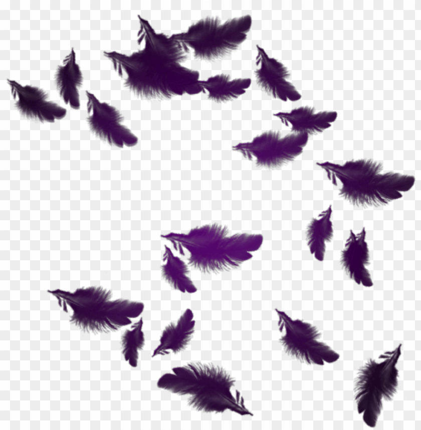 Free download HD PNG mq purple feather feathers floating plumes PNG