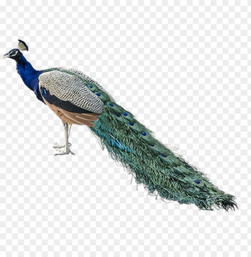 Free download | HD PNG nepal national bird PNG transparent with Clear