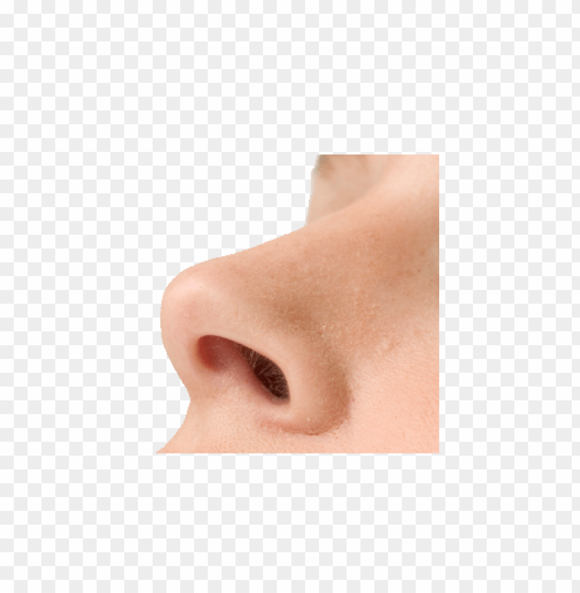 Nose picture. Нос на белом фоне. Нос на прозрачном фоне.