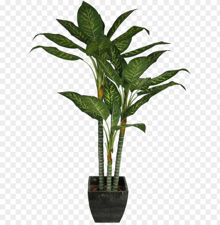 Free Download HD PNG Office Plant Png For Kids Plant Cut Out PNG 
