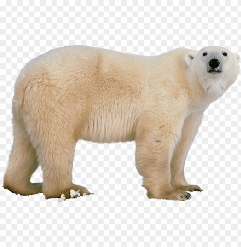 Born png. Белый медведь. Белый медведь для детей. Полярный медведь на белом фоне. Белый медведь для дошкольников.