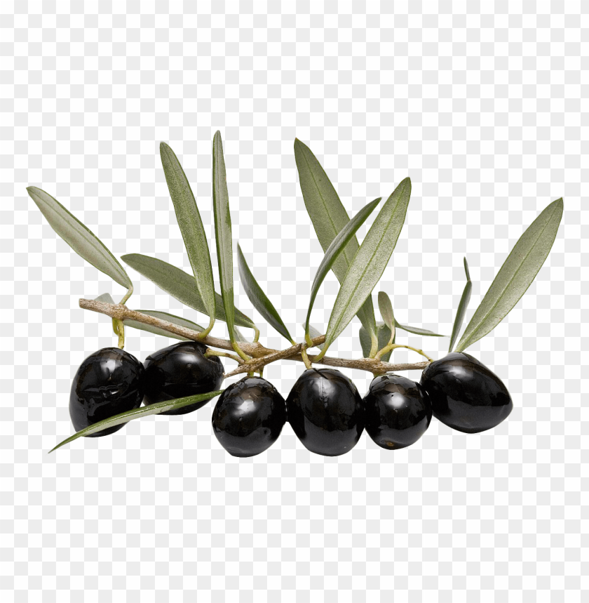 Free Download HD PNG Olive With Leaves PNG Images With Transparent free-download-hd-png-olive-with-leaves-png-images-with-transparent