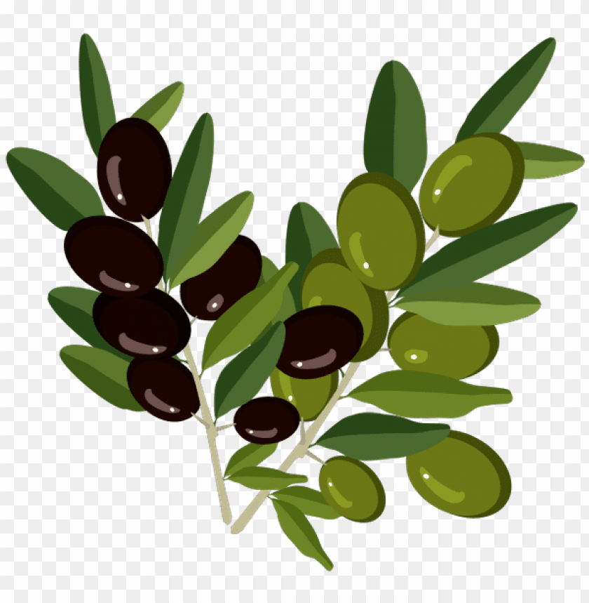 Free download | HD PNG оливки веточка оливы olive branch oliven ...