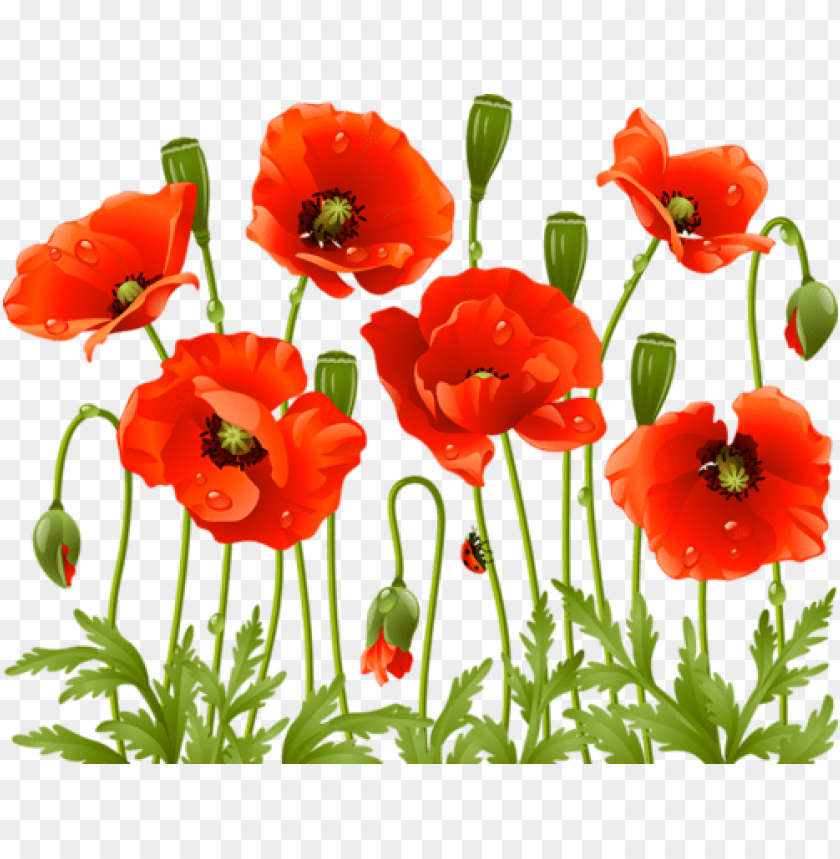 Oppy Flowers Red Poppies Spring Flowers Large Flowers Red Poppy Flower Png Image With Transparent Background Toppng