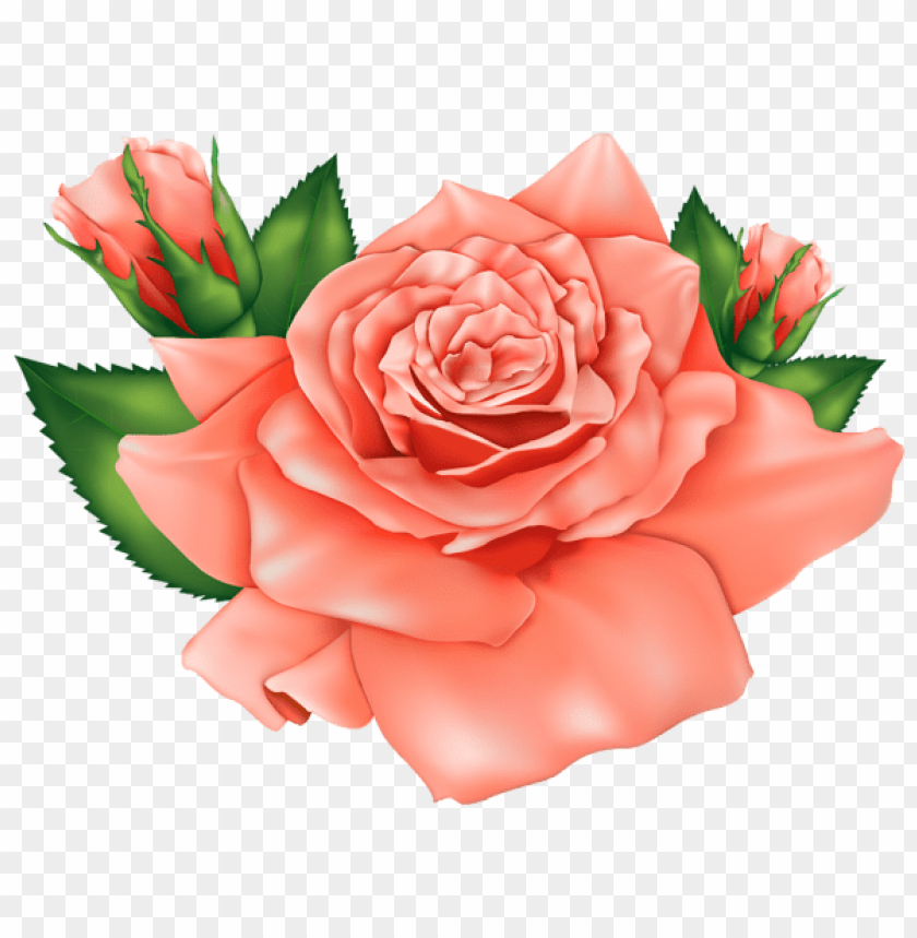 Free download | HD PNG PNG image of orange roses with a clear ...