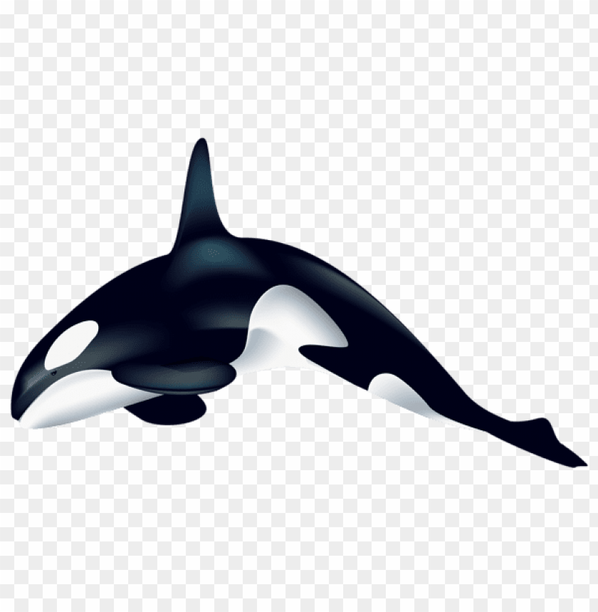 Free download | HD PNG orca clipart png photo - 53295 | TOPpng