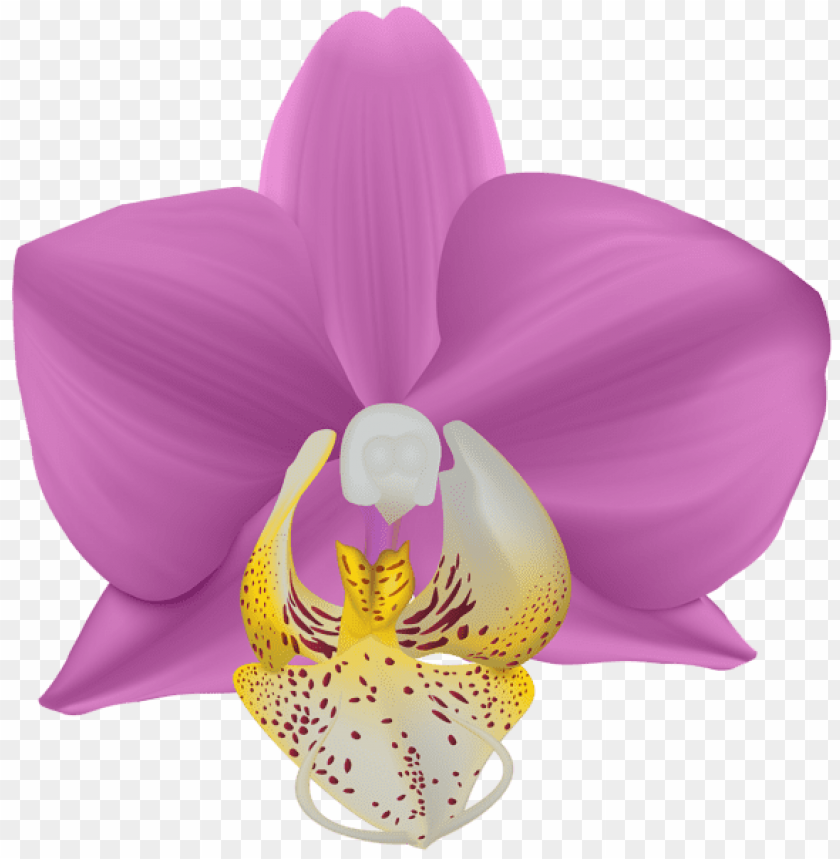 Free download | HD PNG PNG image of orchid transparent with a clear ...
