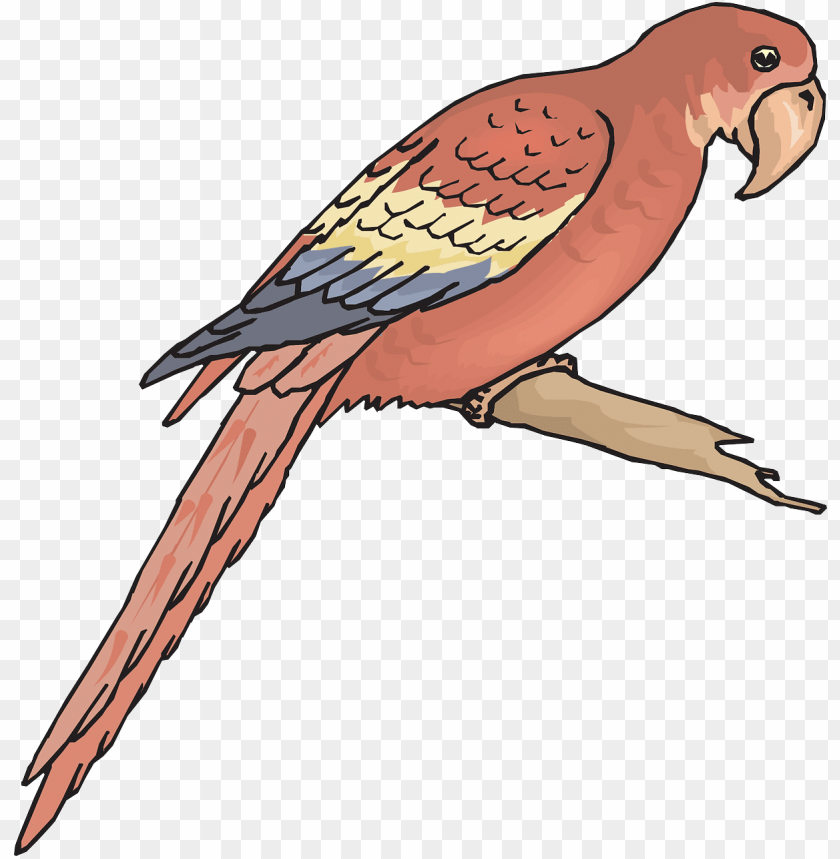 Free download | HD PNG outline picture of macaw PNG transparent with ...