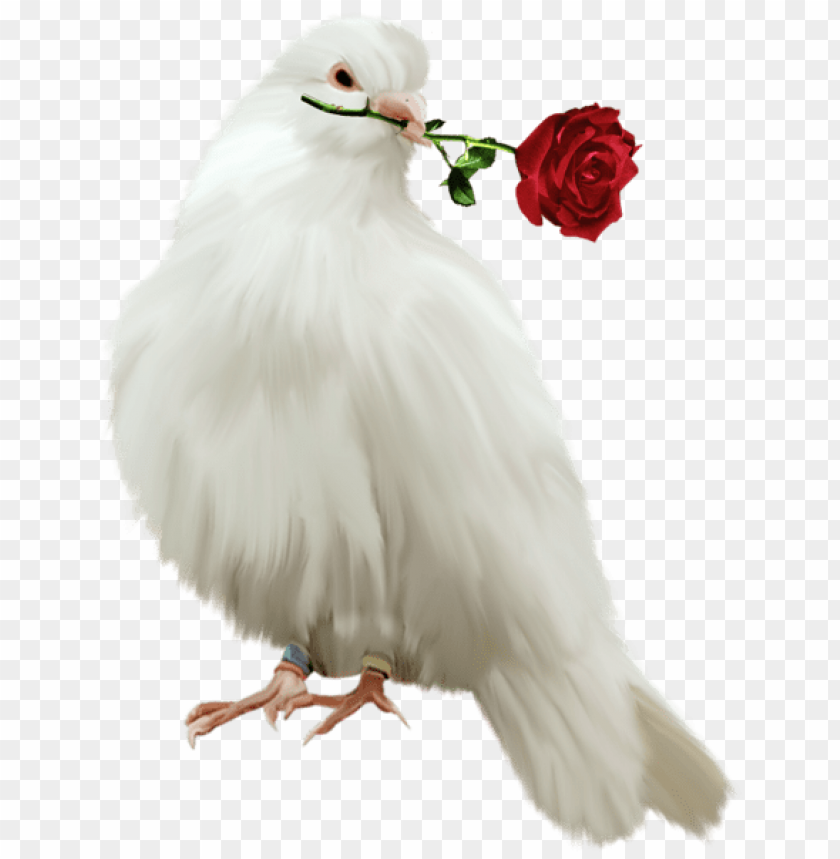 Free download | HD PNG painted dove with red rose free png images ...