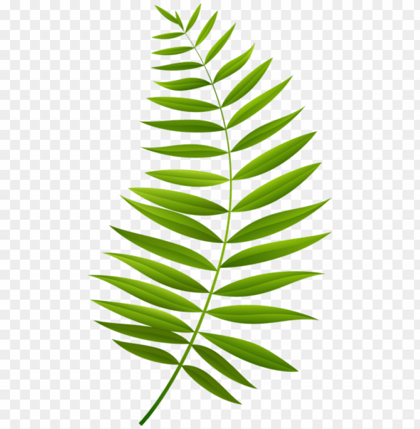 Free download | HD PNG palm branch transparent clipart png photo ...