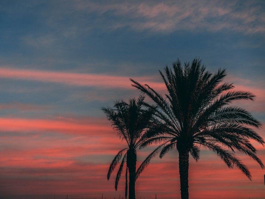 Free Download Hd Png Palm Sunset Sky Branches Outlines Night Tropics K Wallpaper Toppng