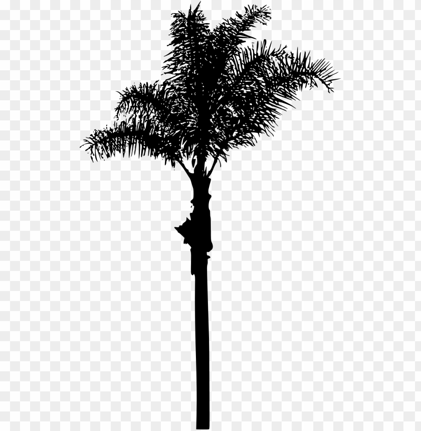 Free download | HD PNG Transparent silhouette of narrow palm tree png ...