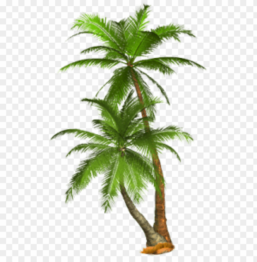 free PNG Download palm tree png images background PNG images transparent