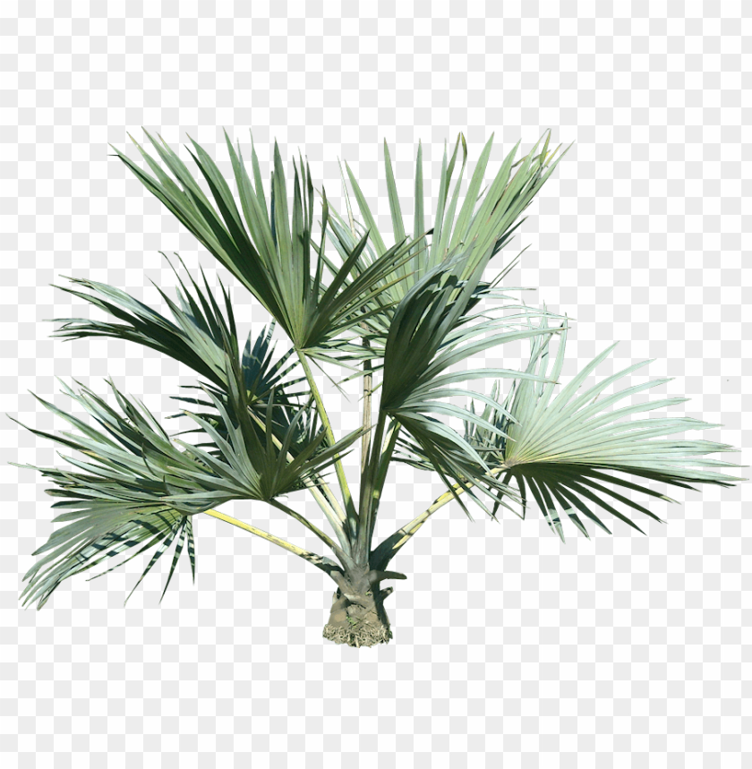 Free download | HD PNG PNG image of palm tree with a clear background ...