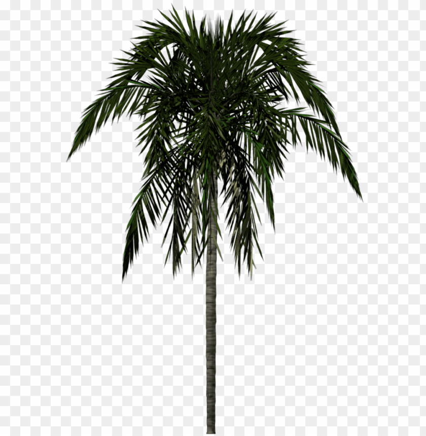 Free download | HD PNG silhouette palm tree transparent clipart png ...