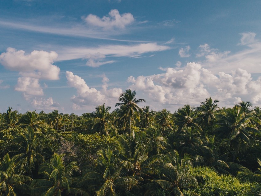 Free Download Hd Png Palm Trees Clouds Sky Tropics 4k Wallpaper Toppng