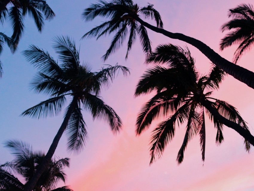 Free Download Hd Png Palm Trees Sky Bottom View Clouds Tropics 4k