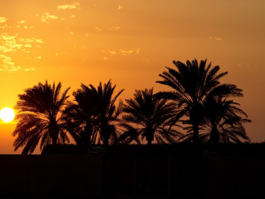 Free download | HD PNG palm trees sunset horizon sky clouds outlines ...