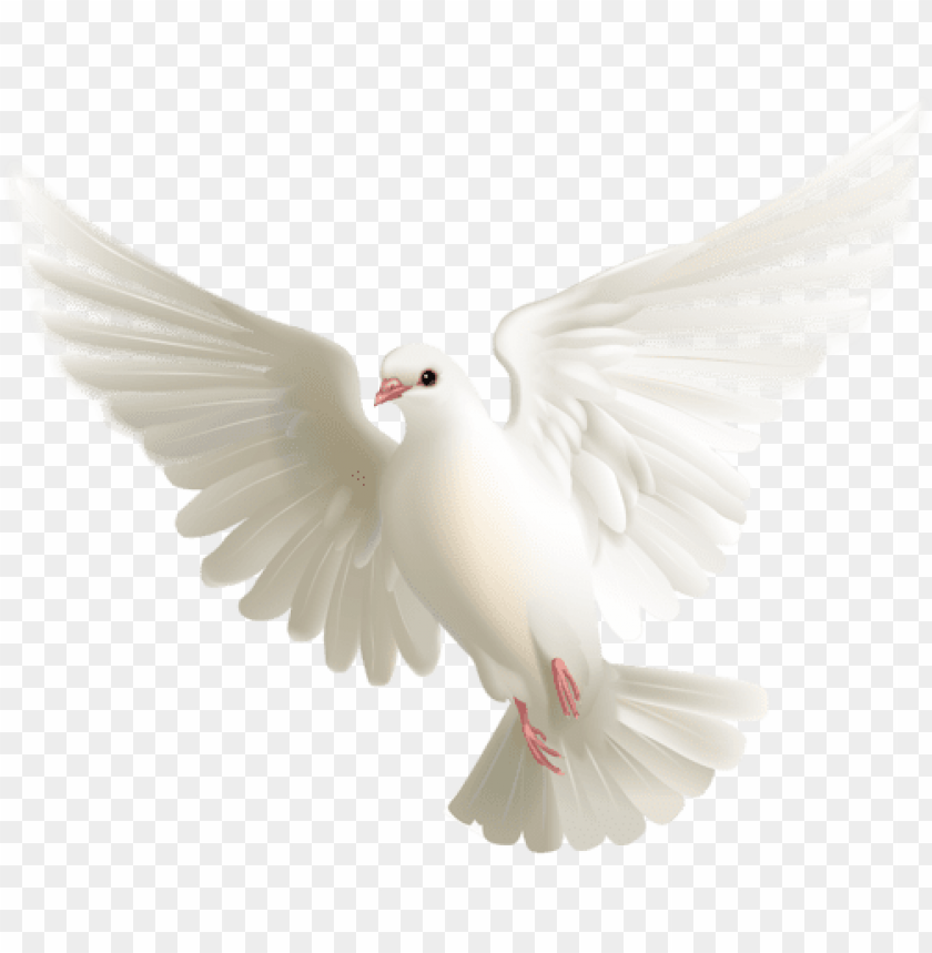 Lindas Palomas Blancas