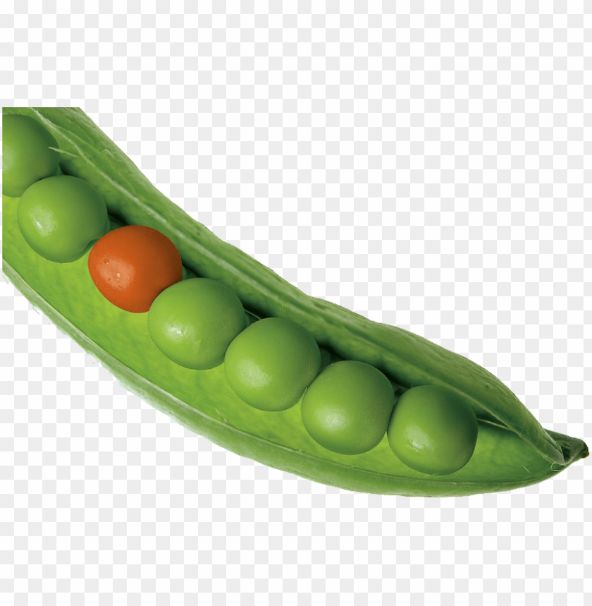 Free download | HD PNG pea PNG images with transparent backgrounds ...