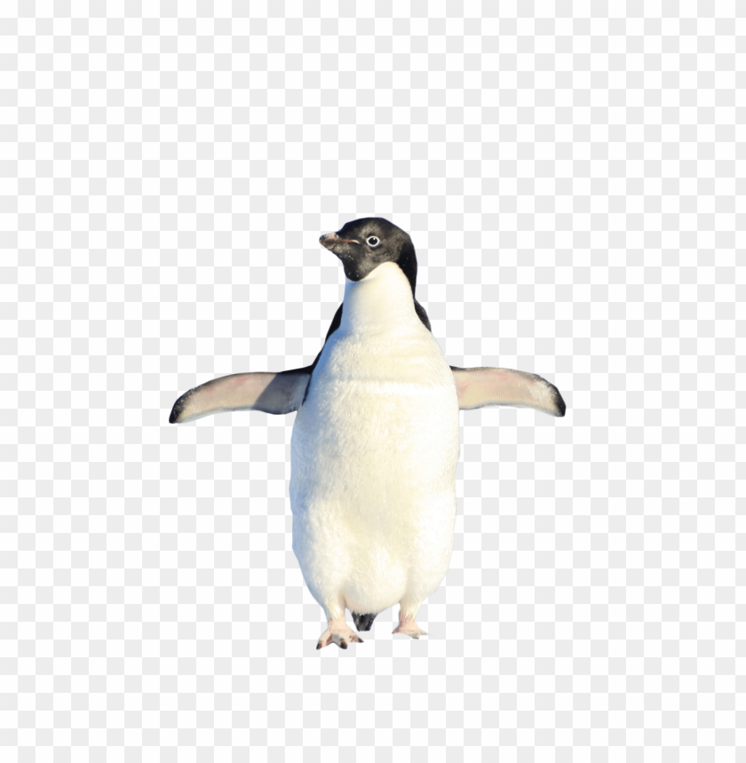 Mean Penguin cutout PNG & clipart images TOPpng