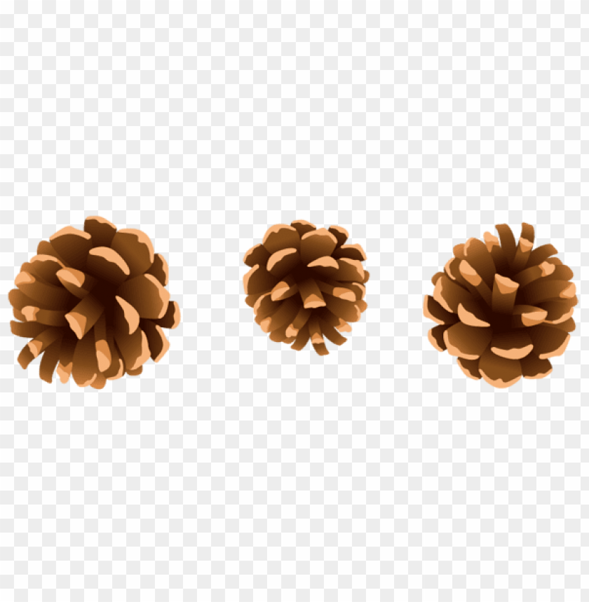 Download Pine Cones Png Free Png Images Toppng