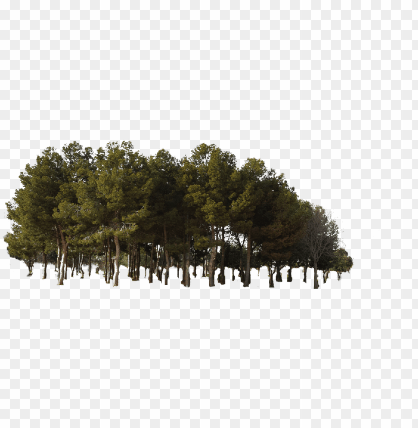 Free download | HD PNG pine tree forest PNG transparent with Clear ...