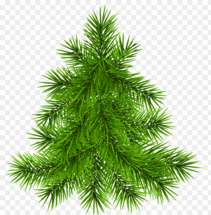Free download | HD PNG PNG image of dense green pine tree with a clear ...