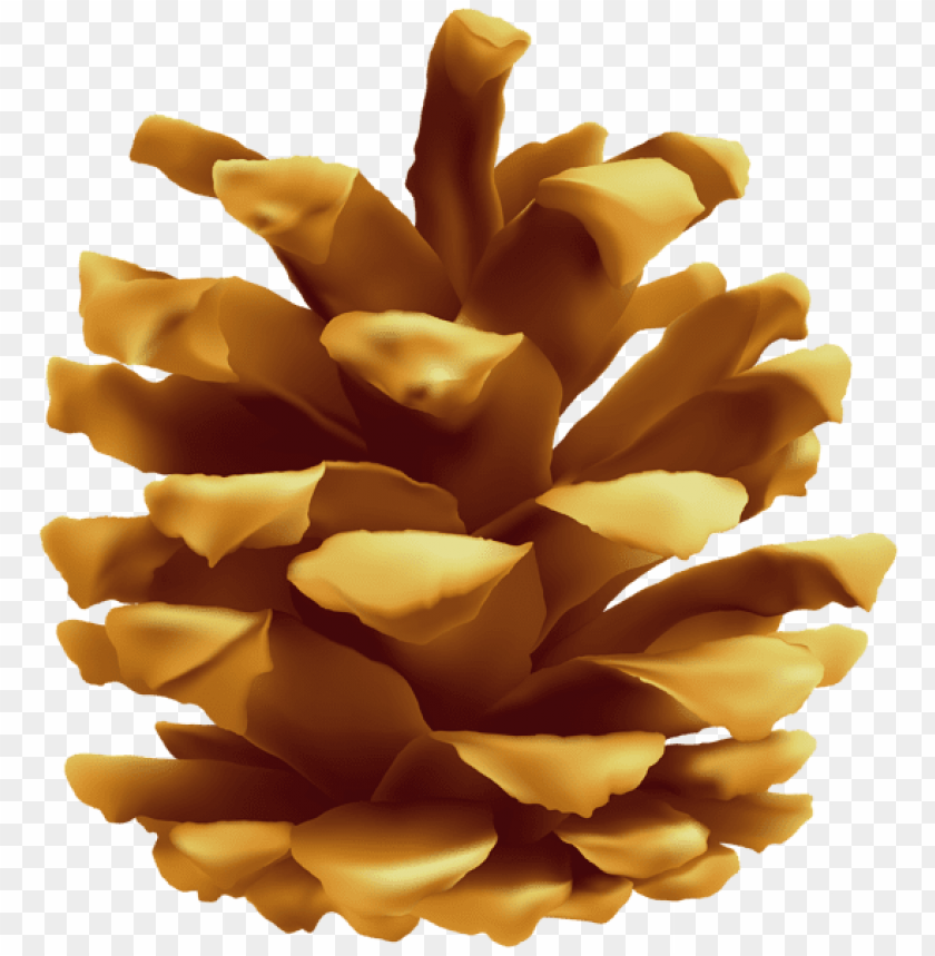 Free download | HD PNG pinecone clipart png photo - 55955 | TOPpng