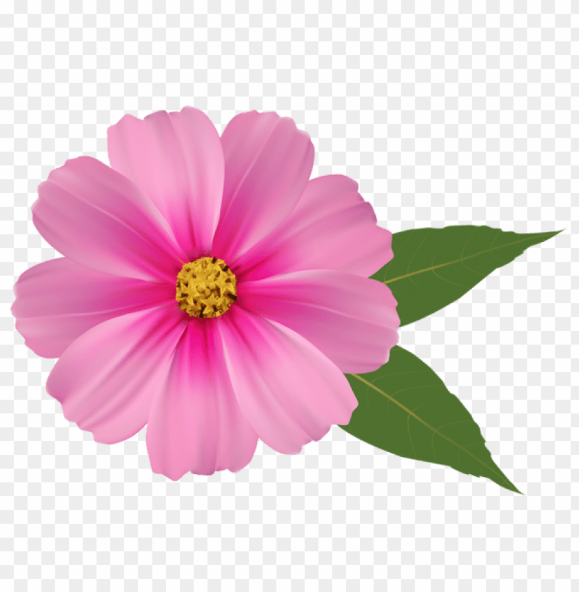 Free download | HD PNG PNG image of pink flower with a clear background ...