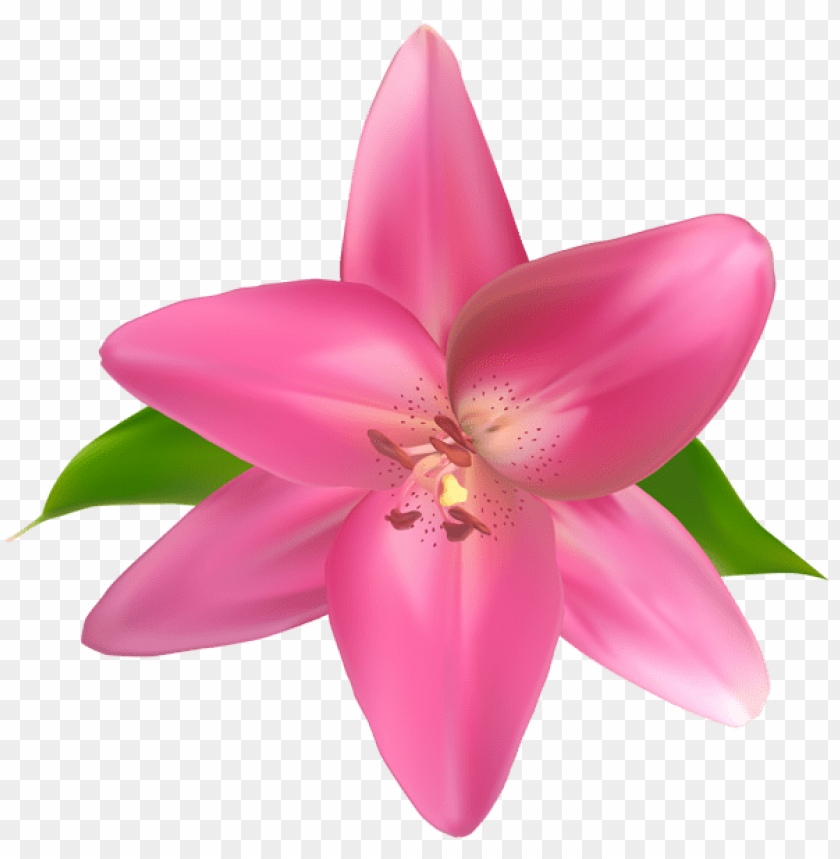 Free download | HD PNG PNG image of pink flower with a clear background ...