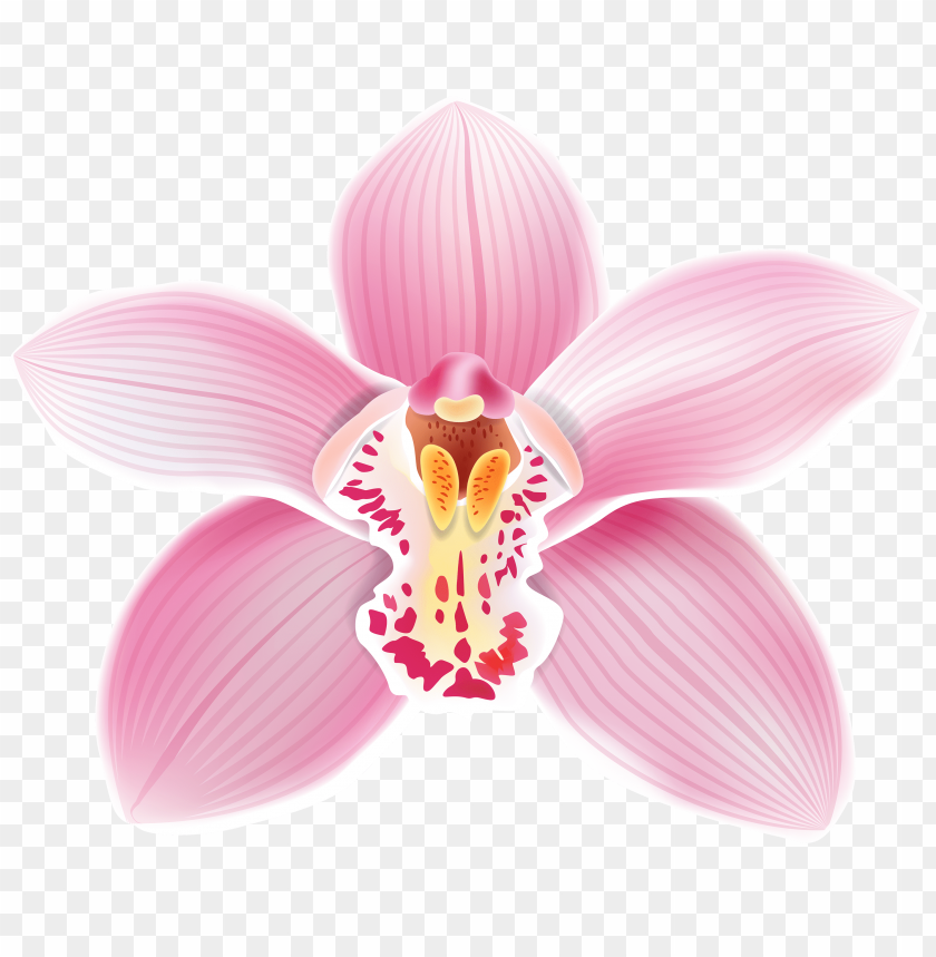 Free download | HD PNG pink orchid flower vector clipart png photo ...