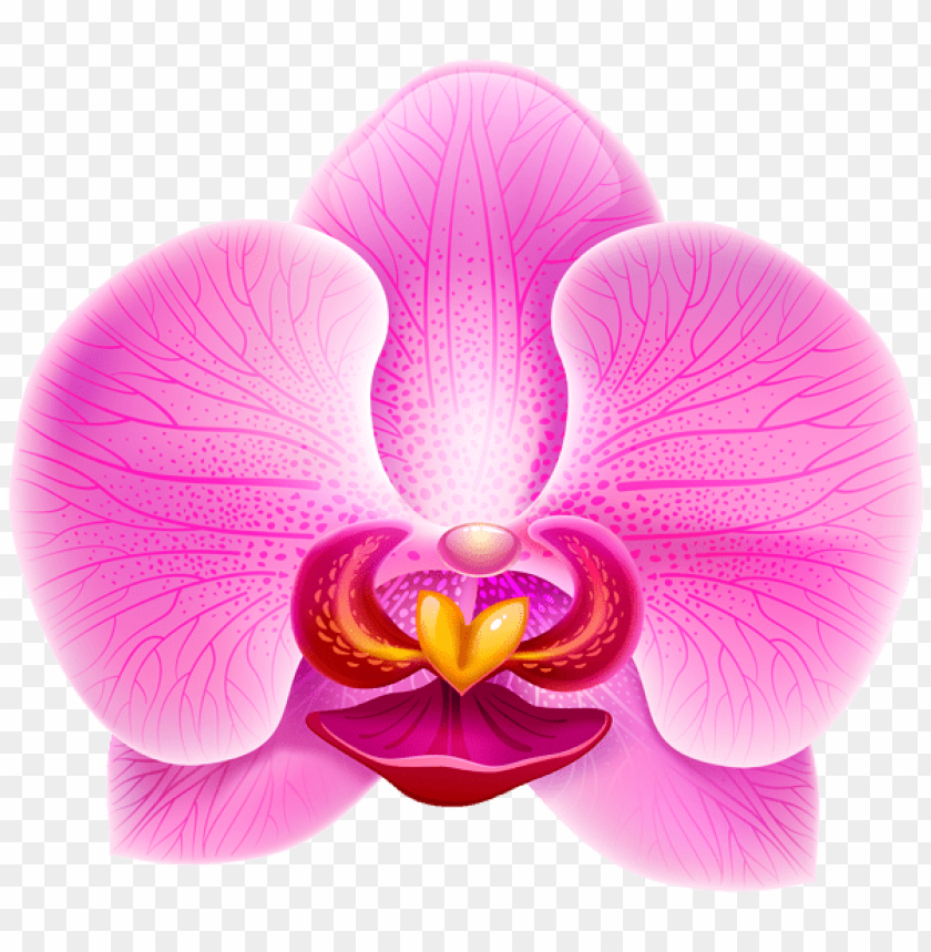 Free download | HD PNG PNG image of pink orchid with a clear background ...