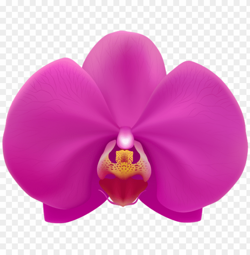 Free download | HD PNG PNG image of pink orchid transparent with a ...