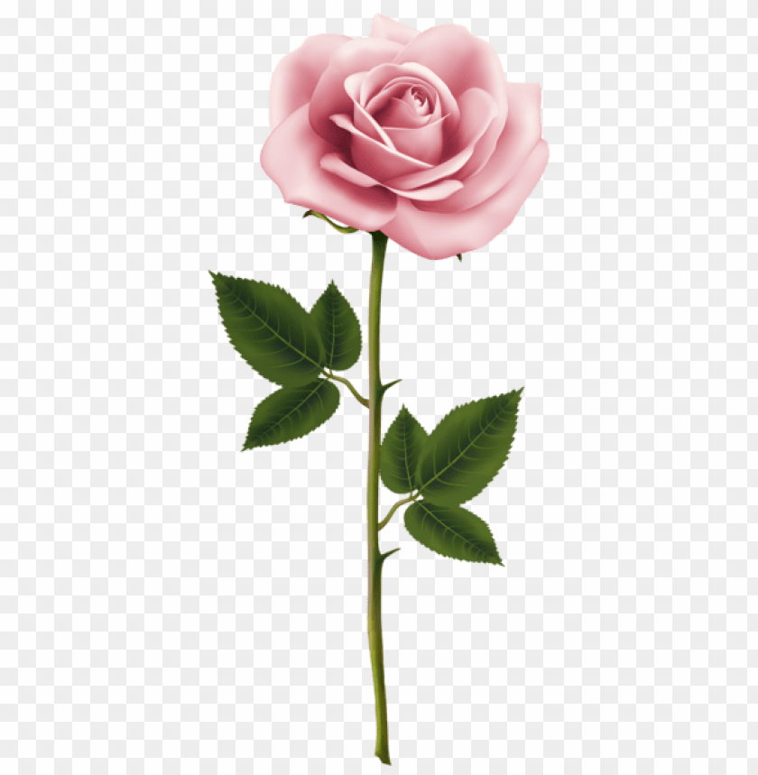 Free download | HD PNG PNG image of pink rose with a clear background ...