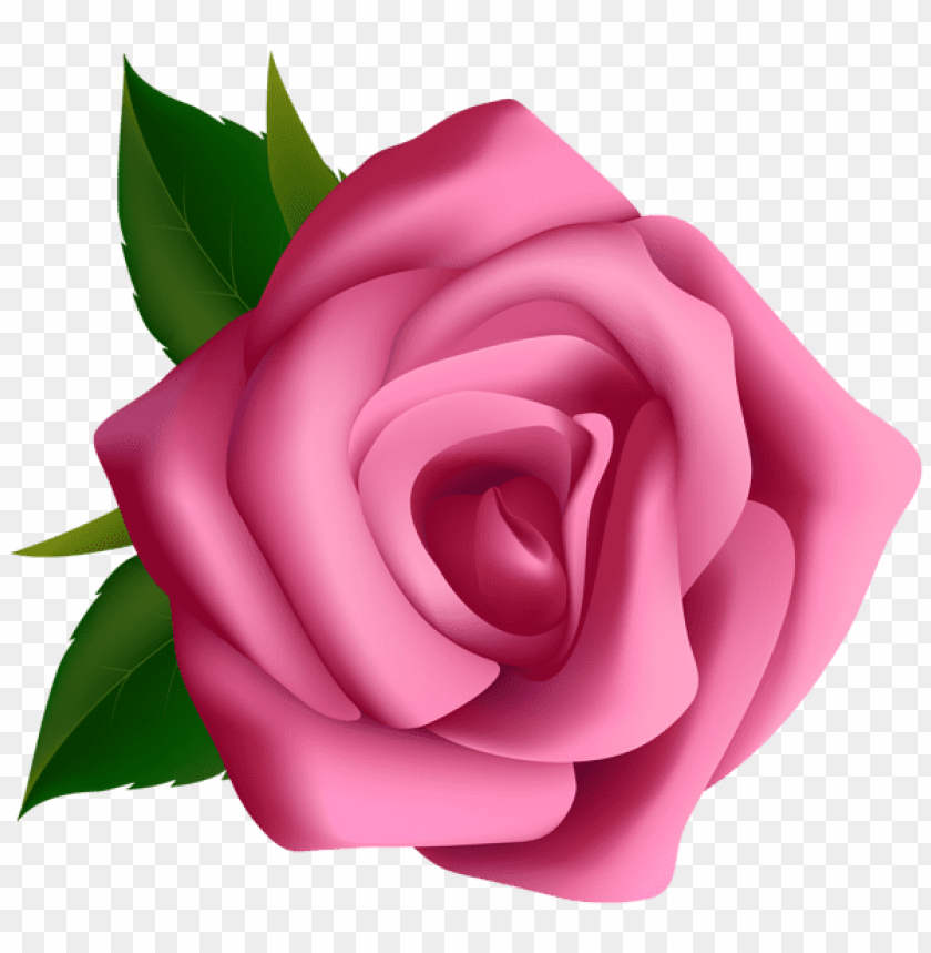 Free download | HD PNG PNG image of pink rose with a clear background ...