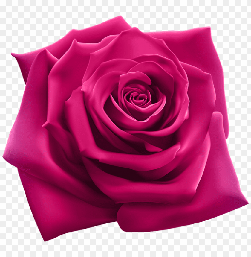 Free download | HD PNG PNG image of pink rose with a clear background ...