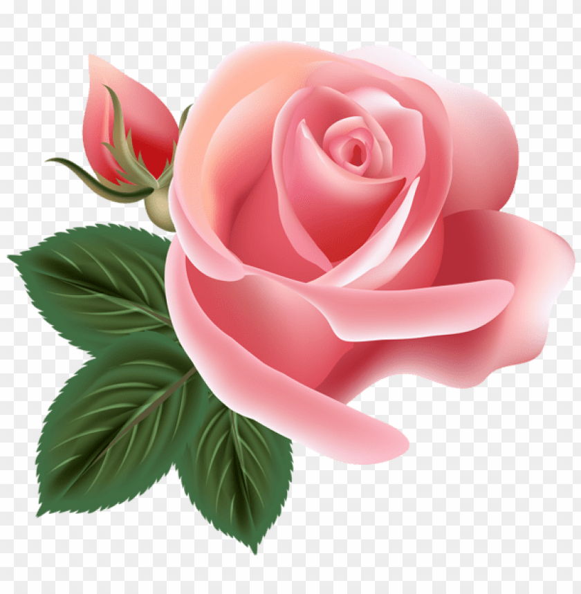 Free download | HD PNG PNG image of pink rose with a clear background ...