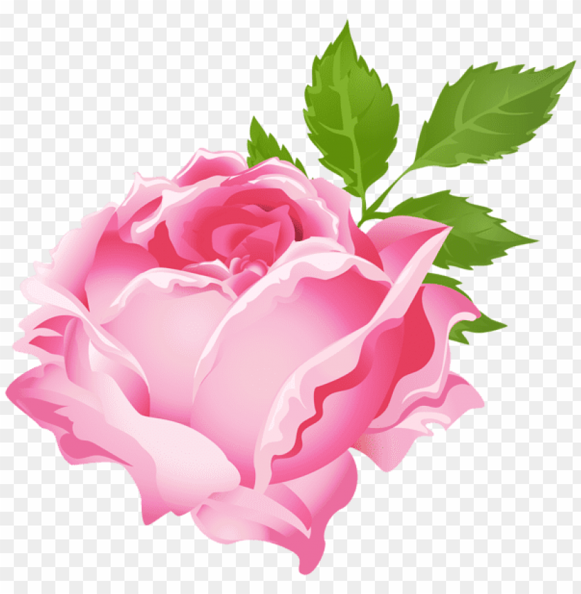 Free download | HD PNG PNG image of pink rose with a clear background ...