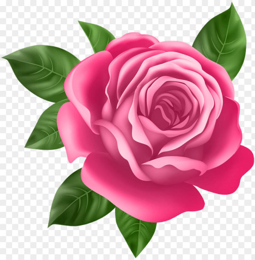 Free download | HD PNG PNG image of pink rose with a clear background ...
