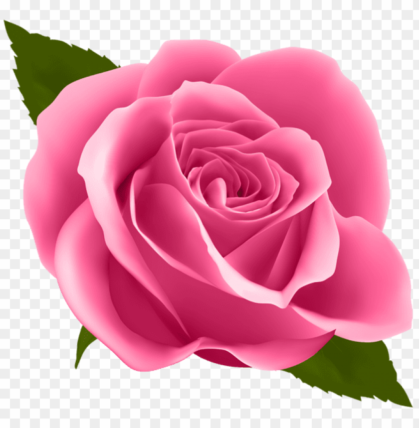 Free download | HD PNG PNG image of pink rose with a clear background ...
